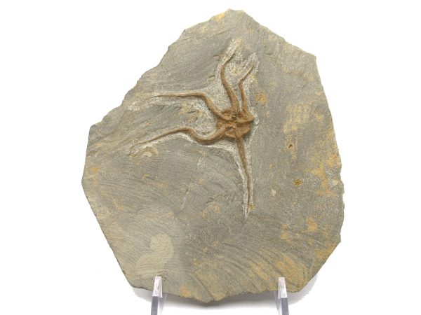 Genuine Ordovician Age Ophiura Brittle Starfish Fossil For Sale from Morocco #13