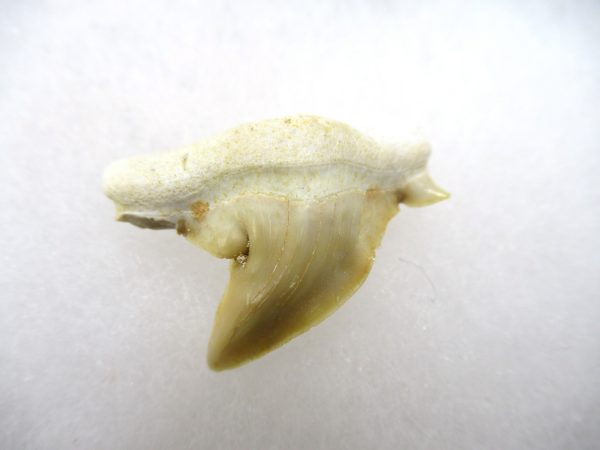 Genuine Paleocene Age Pathological Otodus Shark Tooth for sale from Morocco #10