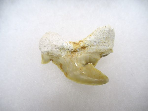 Genuine Paleocene Age Pathological Otodus Shark Tooth for sale from Morocco #10a