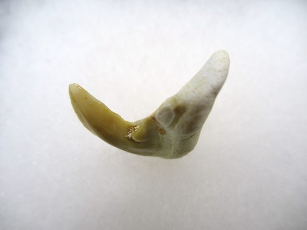 Genuine Paleocene Age Pathological Otodus Shark Tooth for sale from Morocco #10b