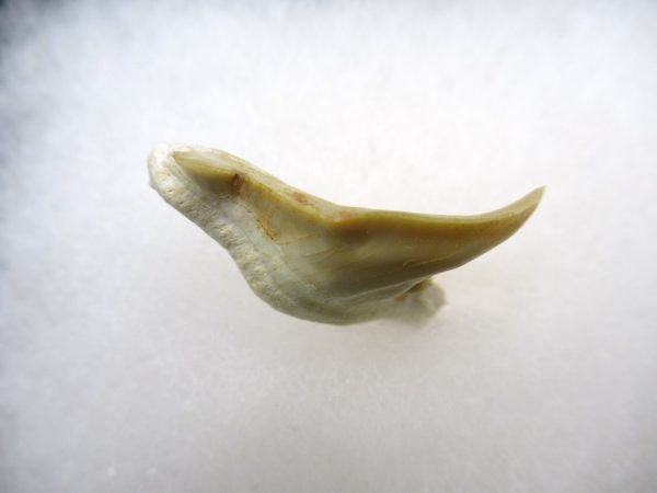 Genuine Paleocene Age Pathological Otodus Shark Tooth for sale from Morocco #10c