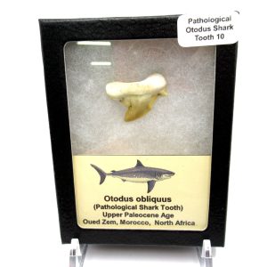 Genuine Paleocene Age Pathological Otodus Shark Tooth for sale from Morocco #10d