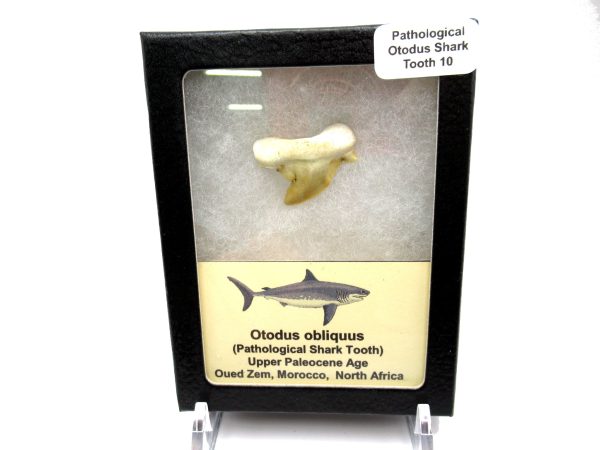 Genuine Paleocene Age Pathological Otodus Shark Tooth for sale from Morocco #10d