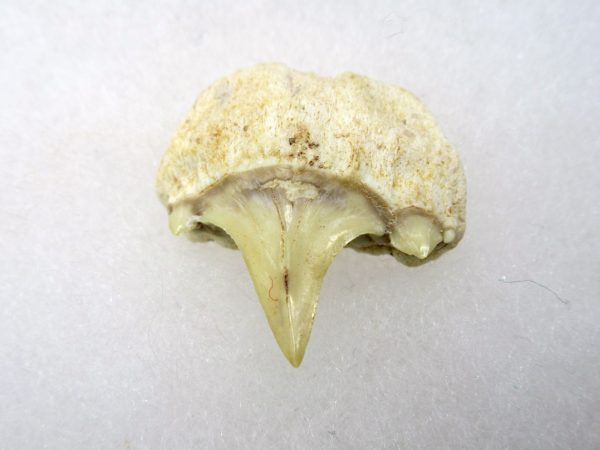 Genuine Paleocene Age Pathological Otodus Shark Tooth for sale from Morocco #1a