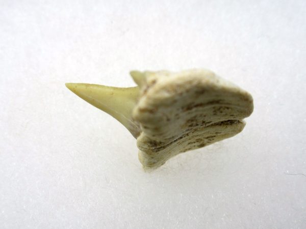 Genuine Paleocene Age Pathological Otodus Shark Tooth for sale from Morocco #1b