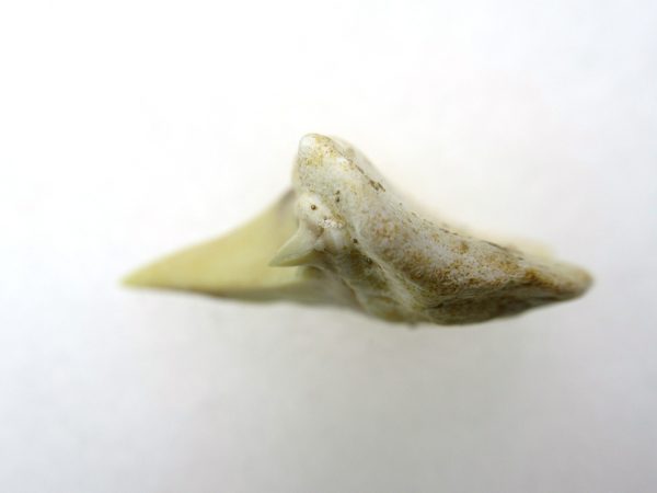 Genuine Paleocene Age Pathological Otodus Shark Tooth for sale from Morocco #1c