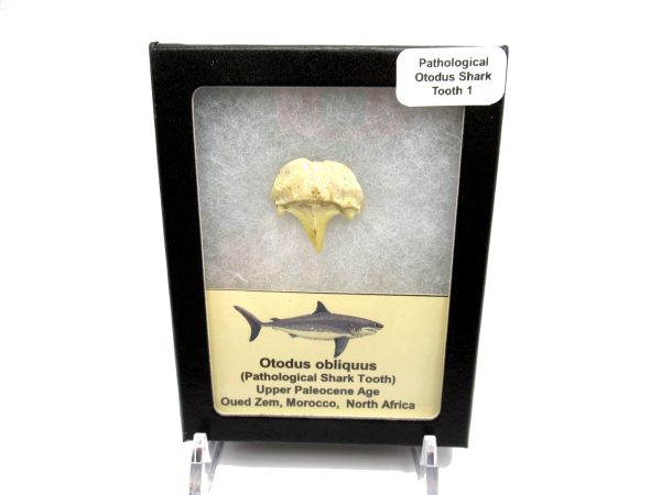 Genuine Paleocene Age Pathological Otodus Shark Tooth for sale from Morocco #1d