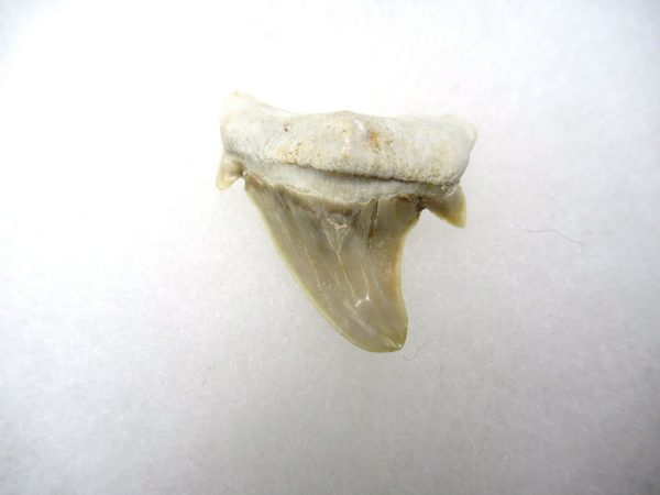 Genuine Paleocene Age Pathological Otodus Shark Tooth for sale from Morocco #2