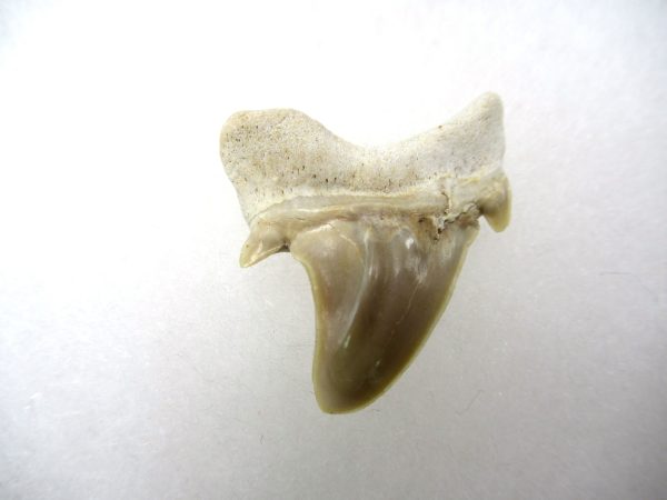 Genuine Paleocene Age Pathological Otodus Shark Tooth for sale from Morocco #2a