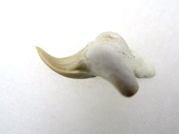 Genuine Paleocene Age Pathological Otodus Shark Tooth for sale from Morocco #2b