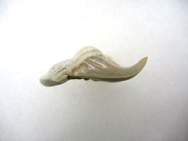 Genuine Paleocene Age Pathological Otodus Shark Tooth for sale from Morocco #2c