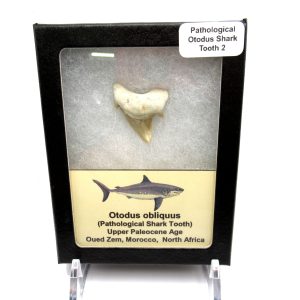 Genuine Paleocene Age Pathological Otodus Shark Tooth for sale from Morocco #2d