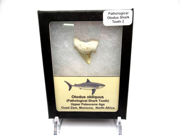 Genuine Paleocene Age Pathological Otodus Shark Tooth for sale from Morocco #2d