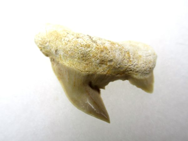 Genuine Paleocene Age Pathological Otodus Shark Tooth for sale from Morocco #3