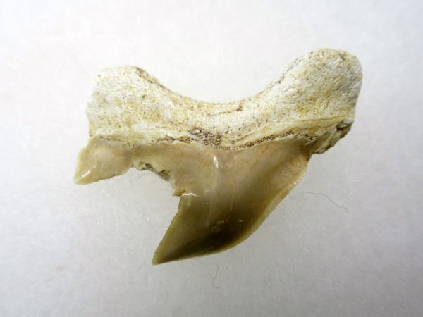 Genuine Paleocene Age Pathological Otodus Shark Tooth for sale from Morocco #3a