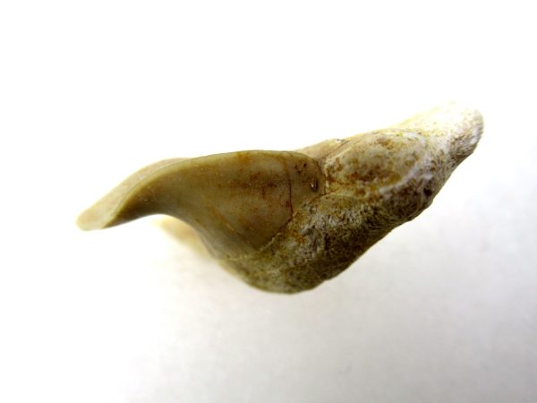 Genuine Paleocene Age Pathological Otodus Shark Tooth for sale from Morocco #3b