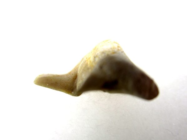 Genuine Paleocene Age Pathological Otodus Shark Tooth for sale from Morocco #3c