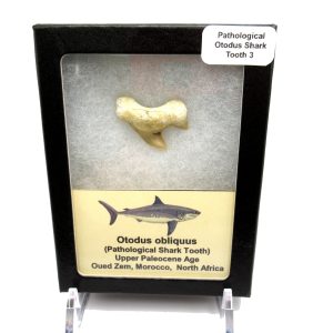 Genuine Paleocene Age Pathological Otodus Shark Tooth for sale from Morocco #3d