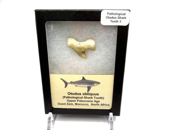 Genuine Paleocene Age Pathological Otodus Shark Tooth for sale from Morocco #3d