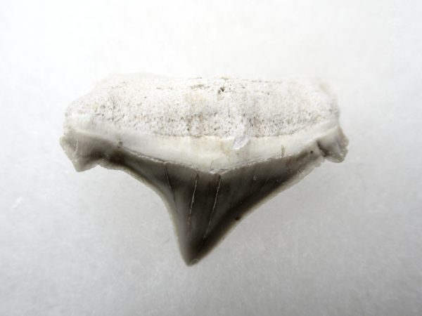 Genuine Paleocene Age Pathological Otodus Shark Tooth for sale from Morocco #4