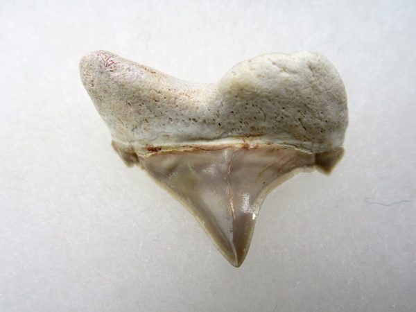 Genuine Paleocene Age Pathological Otodus Shark Tooth for sale from Morocco #4a