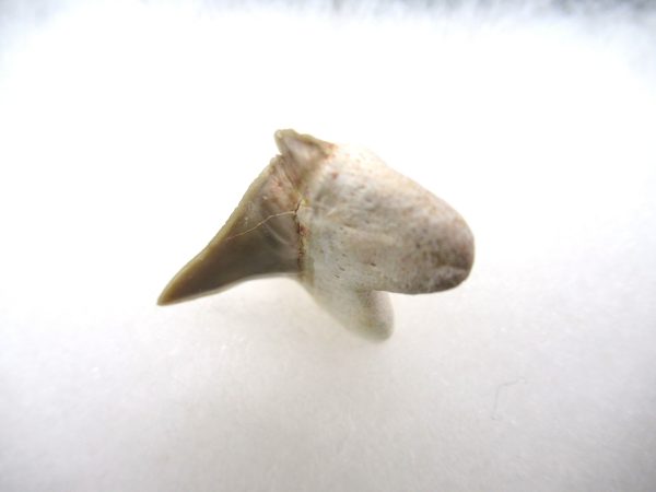 Genuine Paleocene Age Pathological Otodus Shark Tooth for sale from Morocco #4b