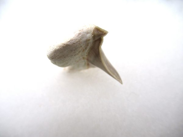 Genuine Paleocene Age Pathological Otodus Shark Tooth for sale from Morocco #4c