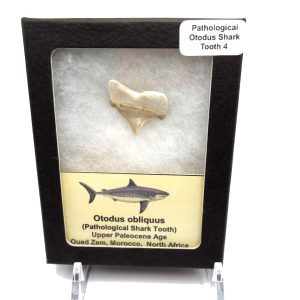 Genuine Paleocene Age Pathological Otodus Shark Tooth for sale from Morocco #4d