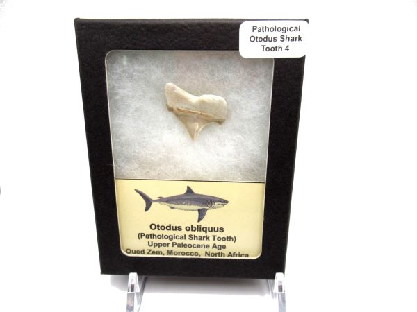 Genuine Paleocene Age Pathological Otodus Shark Tooth for sale from Morocco #4d