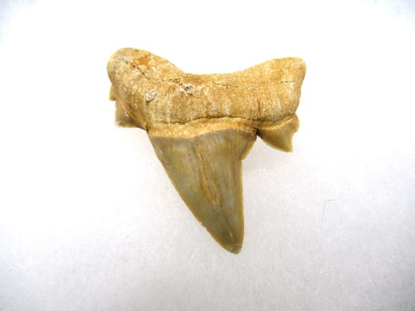 Genuine Paleocene Age Pathological Otodus Shark Tooth for sale from Morocco #5