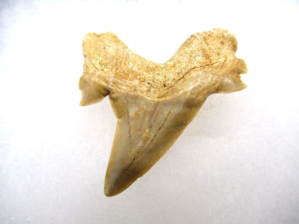 Genuine Paleocene Age Pathological Otodus Shark Tooth for sale from Morocco #5a