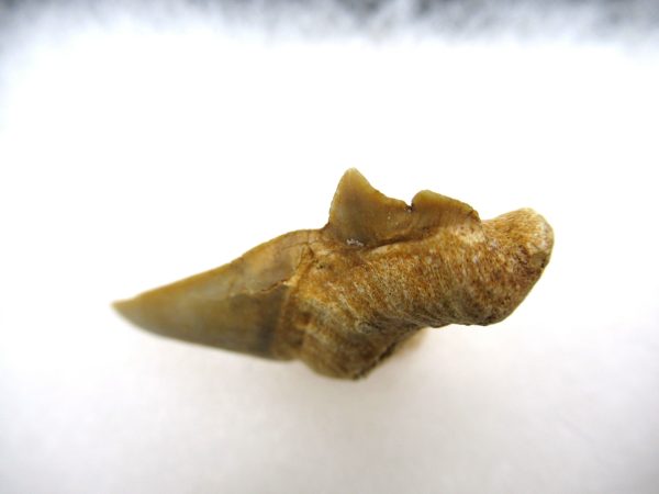 Genuine Paleocene Age Pathological Otodus Shark Tooth for sale from Morocco #5b