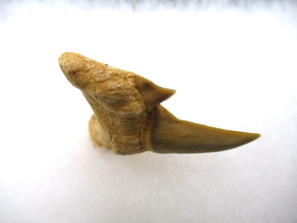 Genuine Paleocene Age Pathological Otodus Shark Tooth for sale from Morocco #5c