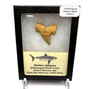 Genuine Paleocene Age Pathological Otodus Shark Tooth for sale from Morocco #5d