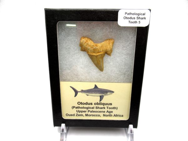 Genuine Paleocene Age Pathological Otodus Shark Tooth for sale from Morocco #5d