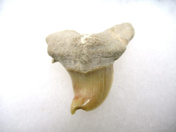 Genuine Paleocene Age Pathological Otodus Shark Tooth for sale from Morocco #6