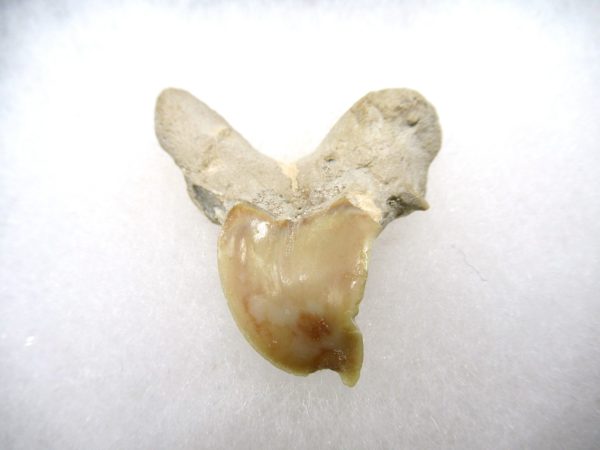 Genuine Paleocene Age Pathological Otodus Shark Tooth for sale from Morocco #6a