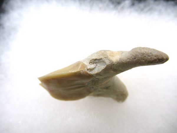 Genuine Paleocene Age Pathological Otodus Shark Tooth for sale from Morocco #6b