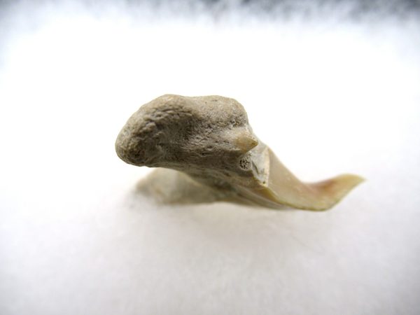 Genuine Paleocene Age Pathological Otodus Shark Tooth for sale from Morocco #6c