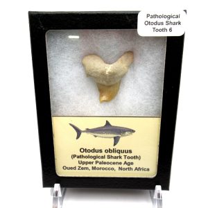 Genuine Paleocene Age Pathological Otodus Shark Tooth for sale from Morocco #6d