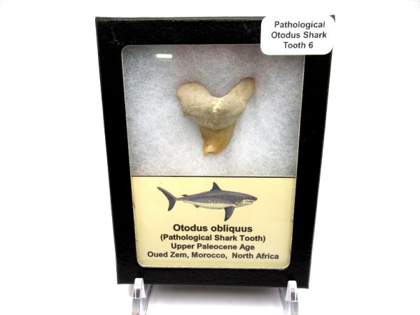 Genuine Paleocene Age Pathological Otodus Shark Tooth for sale from Morocco #6d