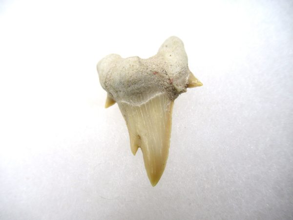 Genuine Paleocene Age Pathological Otodus Shark Tooth for sale from Morocco #7