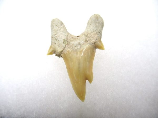 Genuine Paleocene Age Pathological Otodus Shark Tooth for sale from Morocco #7a