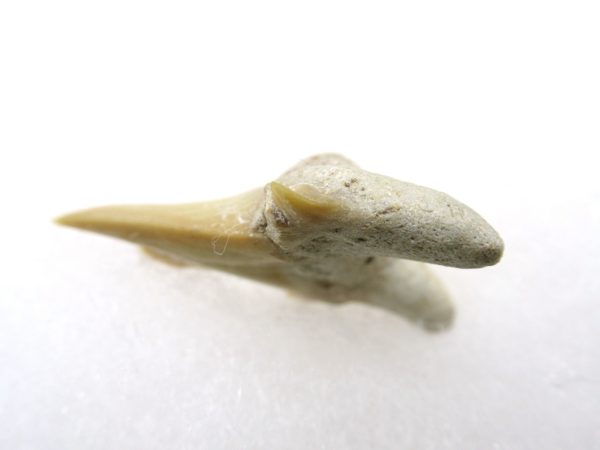 Genuine Paleocene Age Pathological Otodus Shark Tooth for sale from Morocco #7b