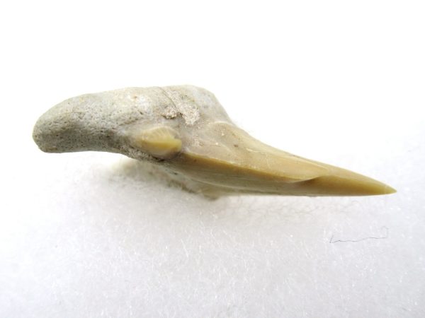 Genuine Paleocene Age Pathological Otodus Shark Tooth for sale from Morocco #7c