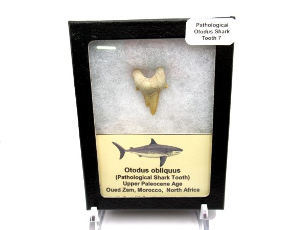 Genuine Paleocene Age Pathological Otodus Shark Tooth for sale from Morocco #7d