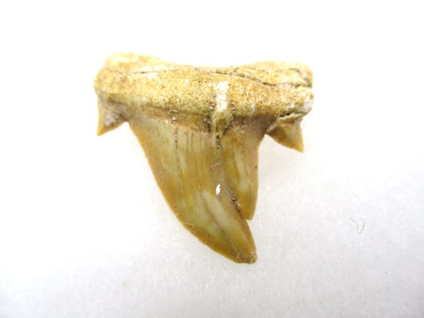 Genuine Paleocene Age Pathological Otodus Shark Tooth for sale from Morocco #8