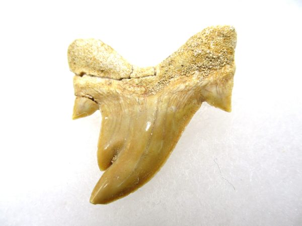 Genuine Paleocene Age Pathological Otodus Shark Tooth for sale from Morocco #8a