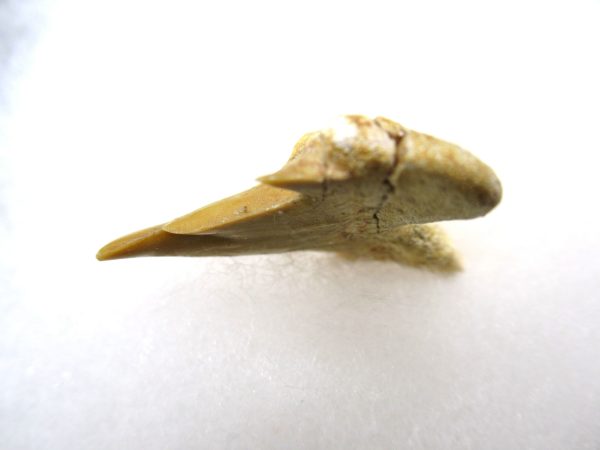 Genuine Paleocene Age Pathological Otodus Shark Tooth for sale from Morocco #8b