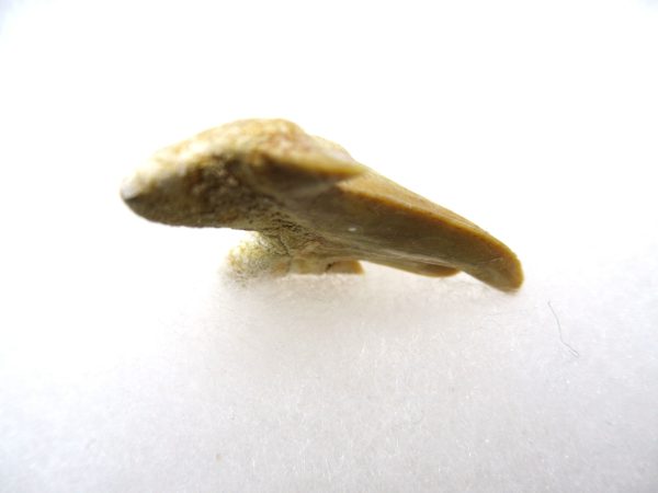 Genuine Paleocene Age Pathological Otodus Shark Tooth for sale from Morocco #8c